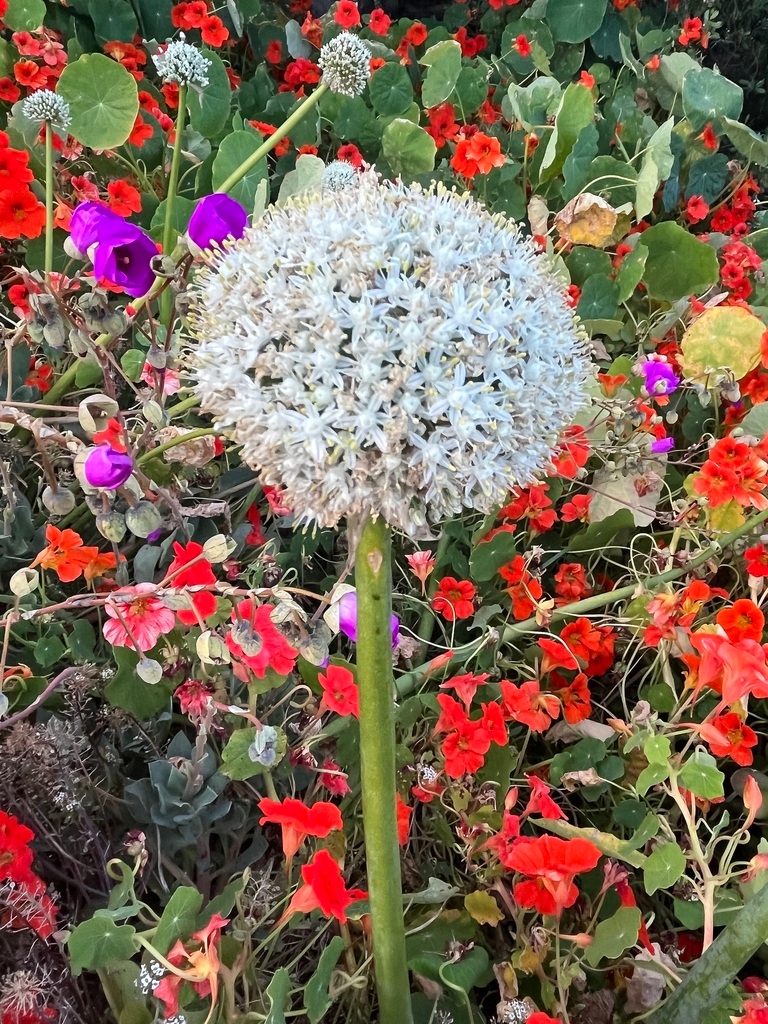 Allium cepa