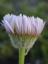 Erigeron sanctarum