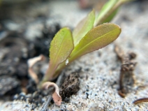 Erigeron sanctarum