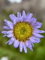 Erigeron sanctarum