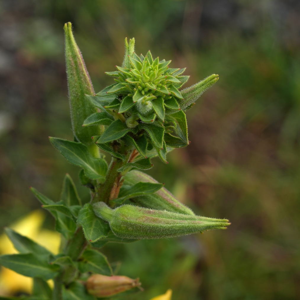 Oenothera wolfii