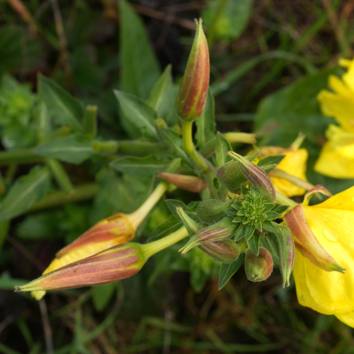 Oenothera wolfii