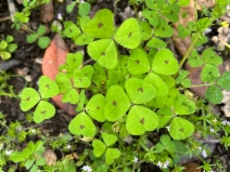 Medicago arabica