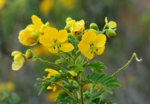 Senna multiglandulosa