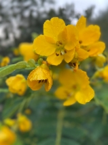 Senna multiglandulosa