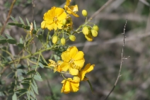 Senna multiglandulosa