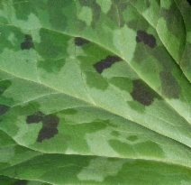 Trillium angustipetalum