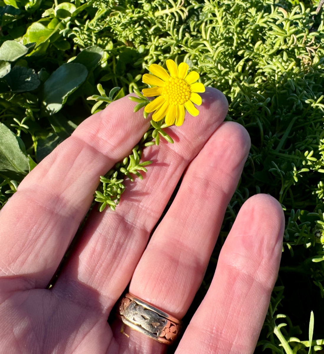 Blennosperma nanum var. robustum