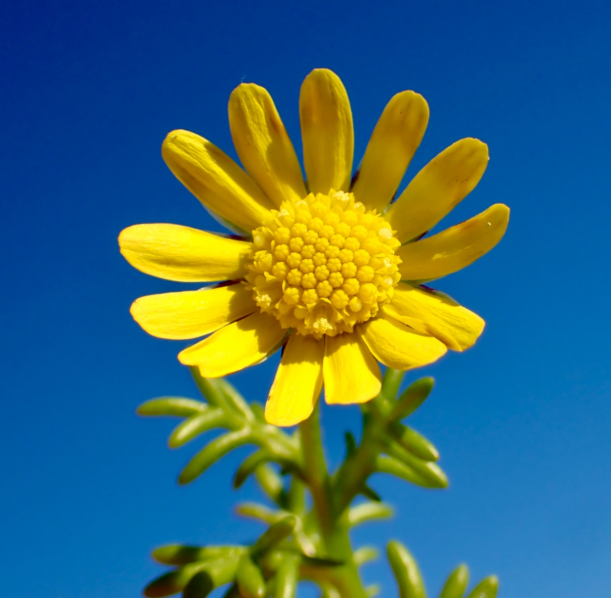 Blennosperma nanum var. robustum