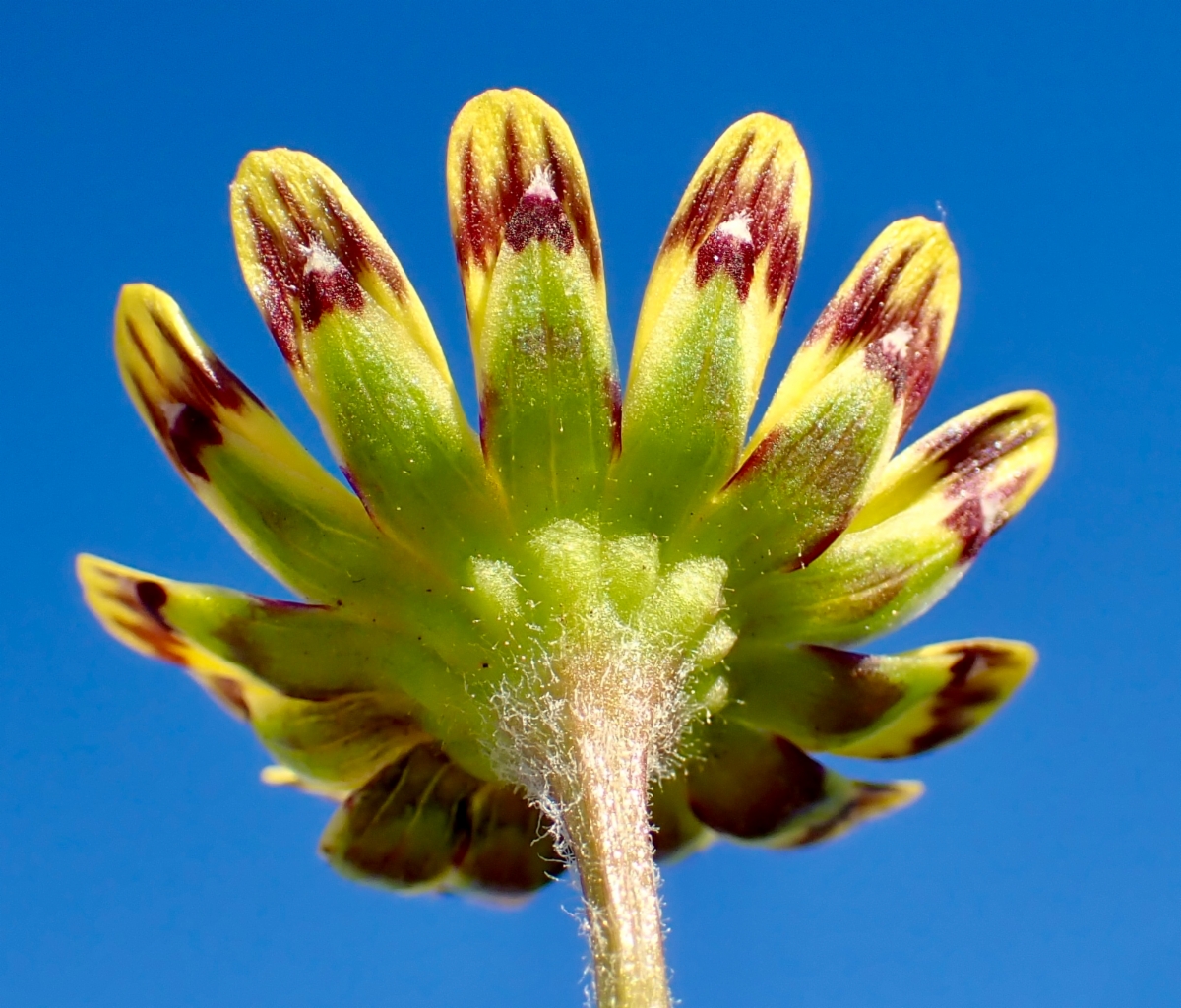 Blennosperma nanum var. robustum