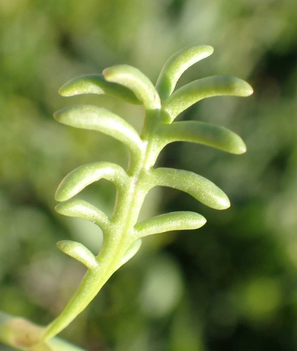 Blennosperma nanum var. robustum