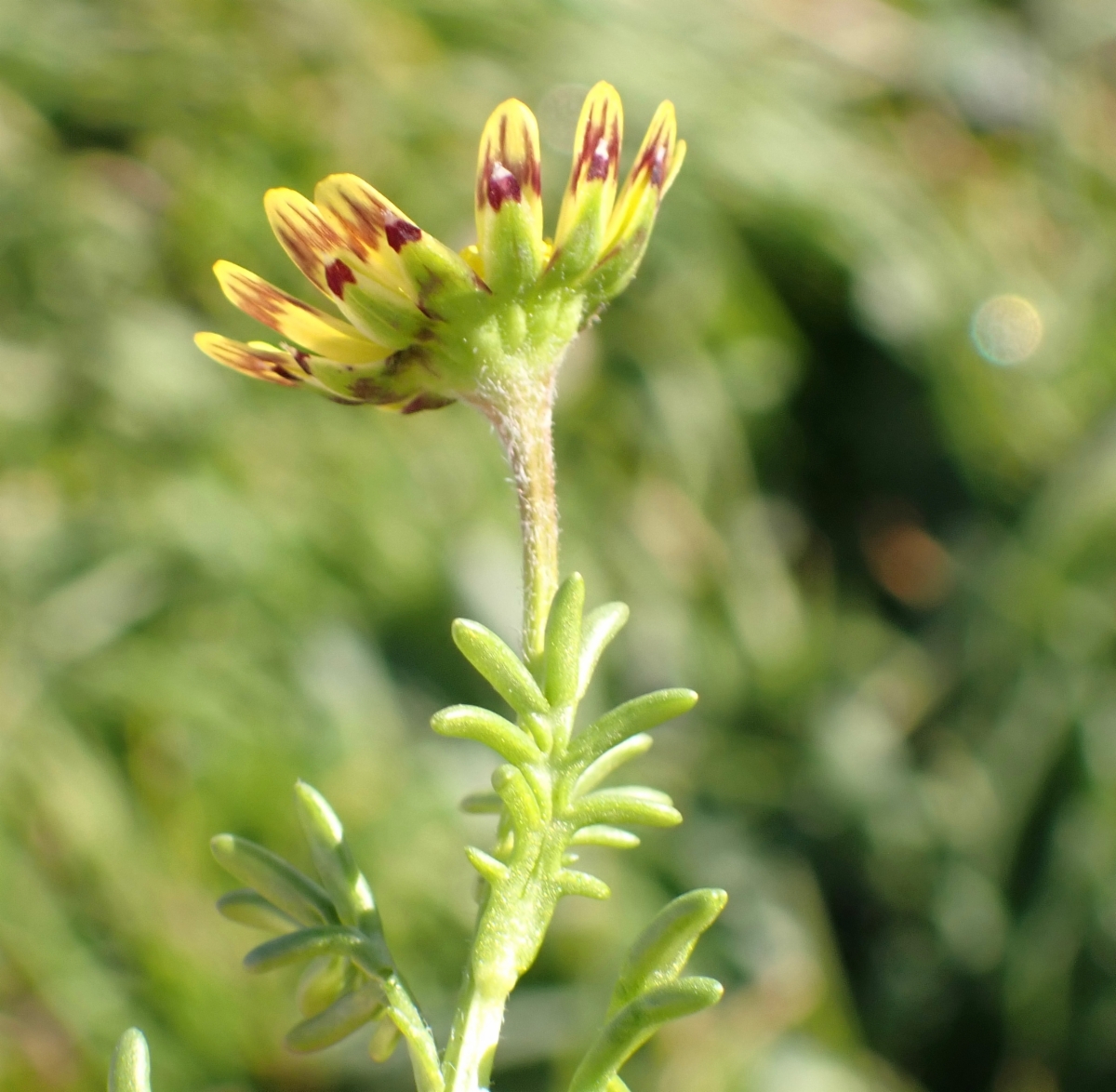 Blennosperma nanum var. robustum