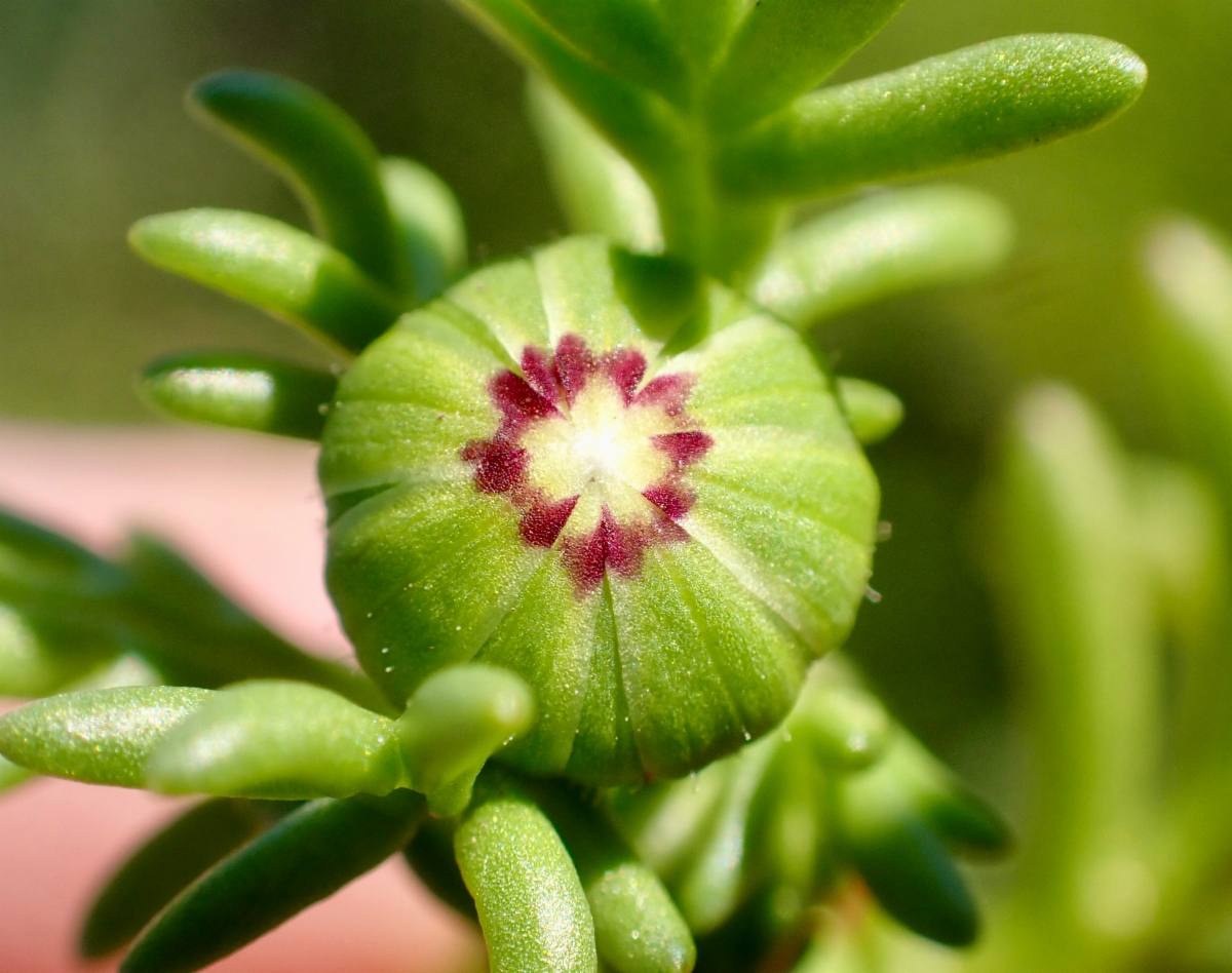 Blennosperma nanum var. robustum