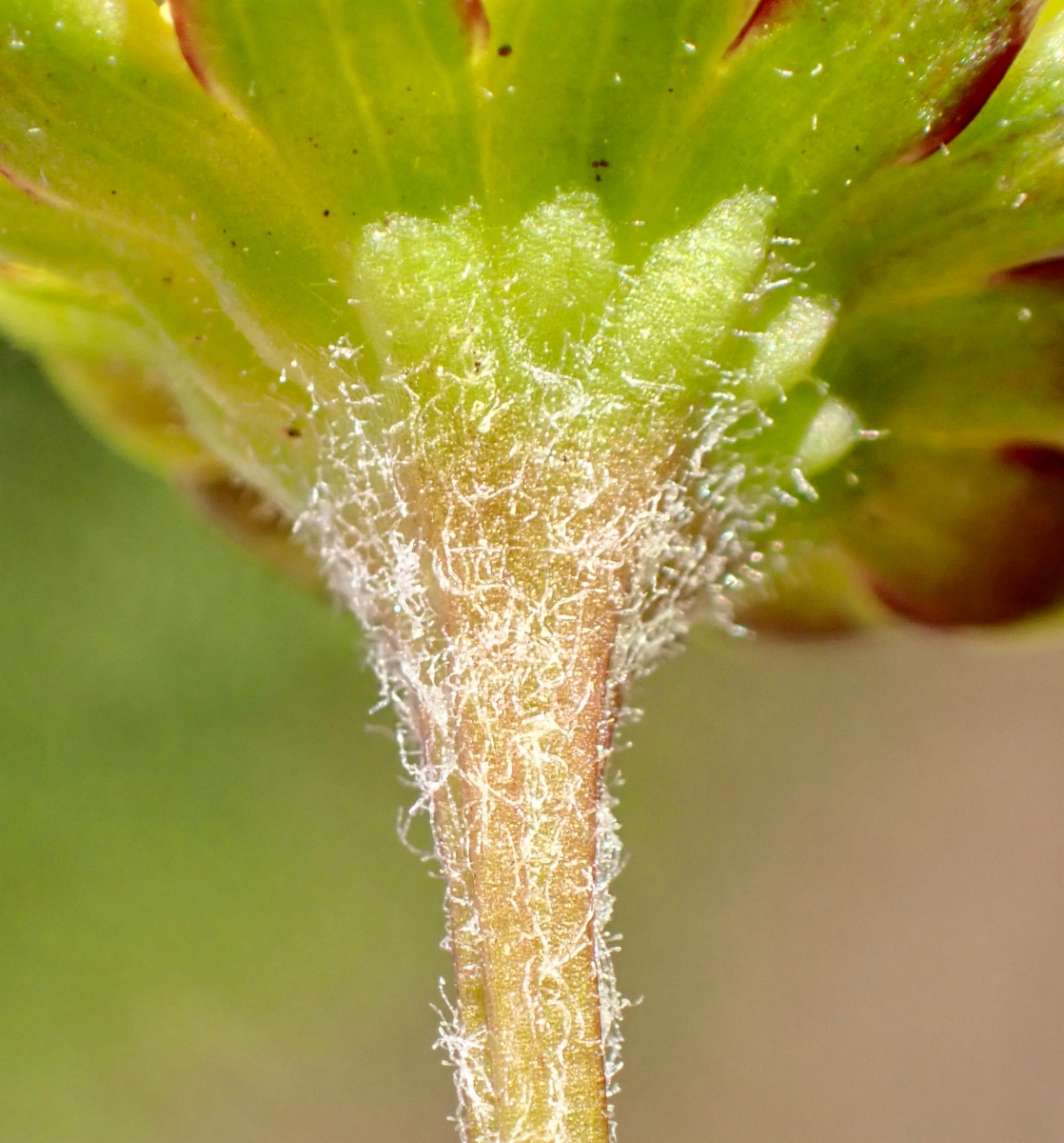 Blennosperma nanum var. robustum