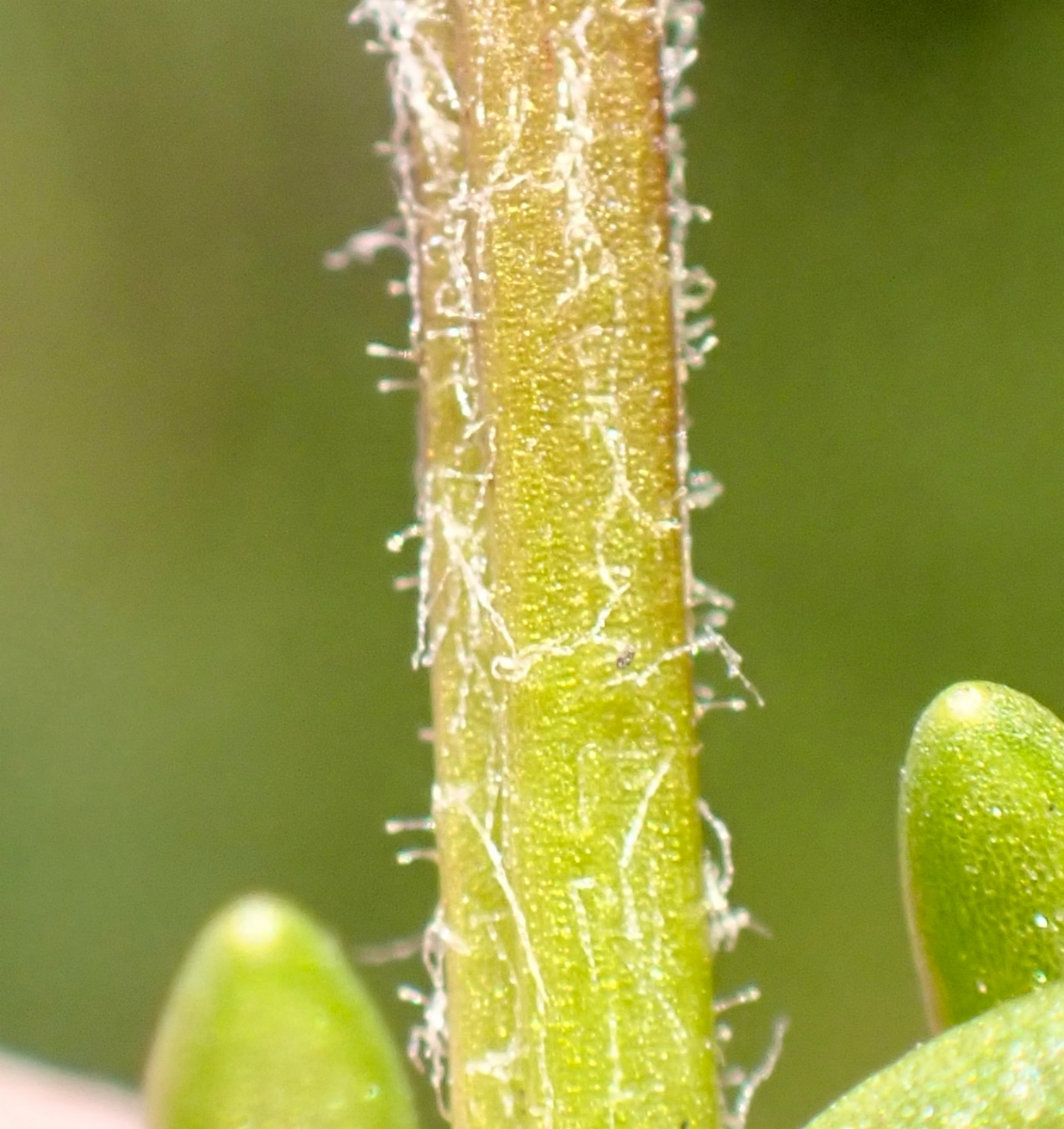 Blennosperma nanum var. robustum