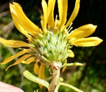 Grindelia stricta var. platyphylla