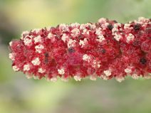 Acalypha californica