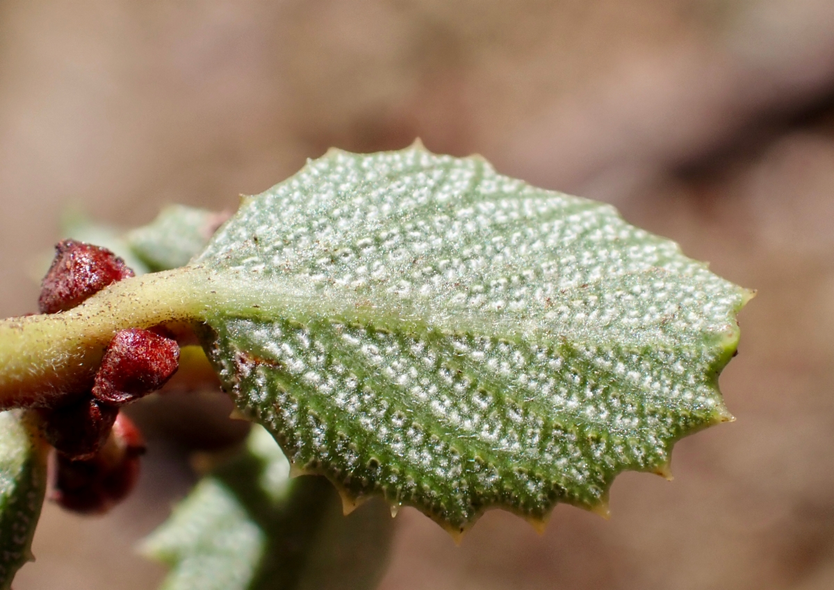 Ceanothus masonii