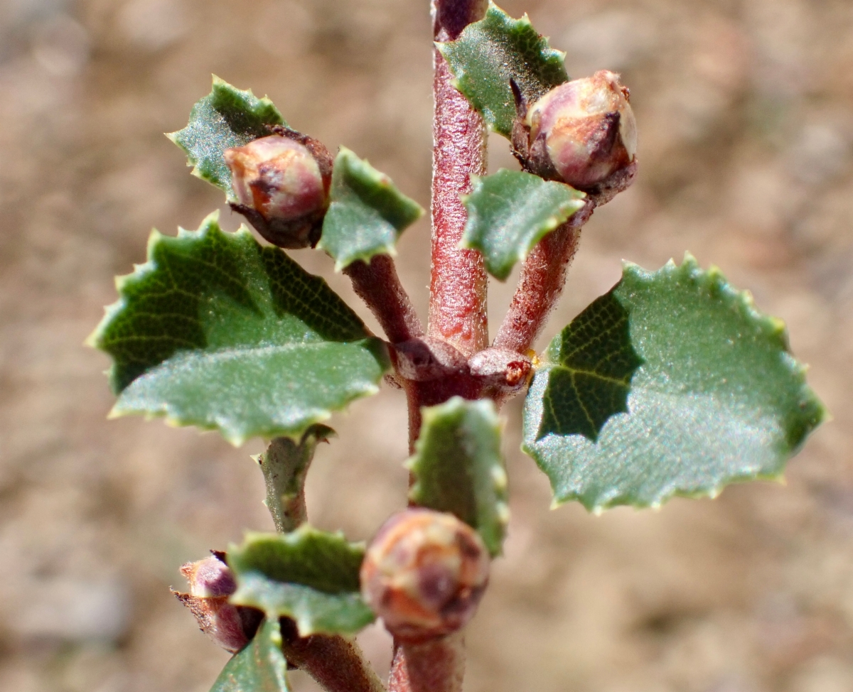 Ceanothus masonii