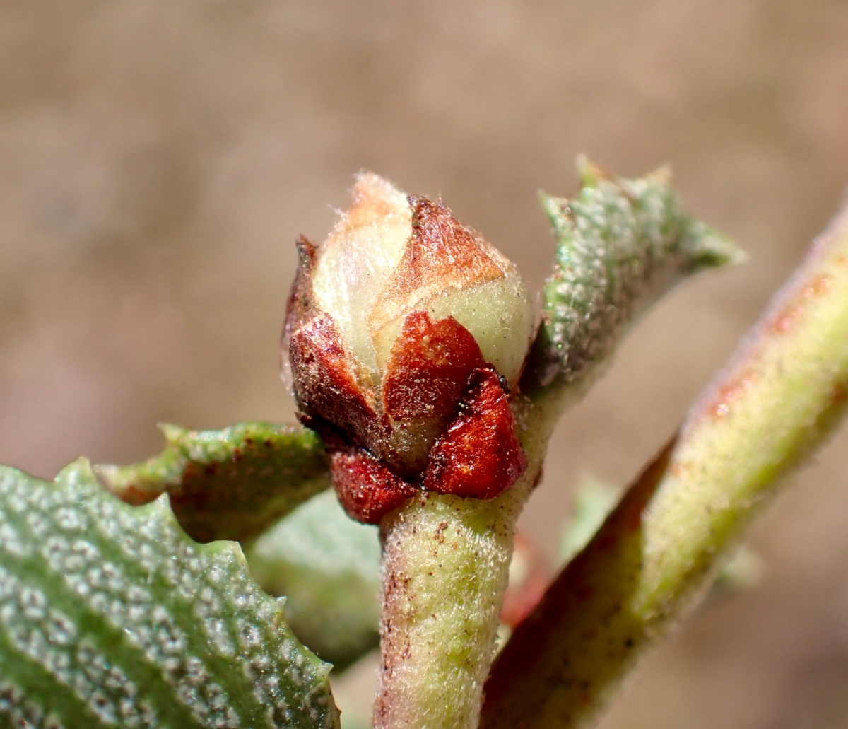 Ceanothus masonii