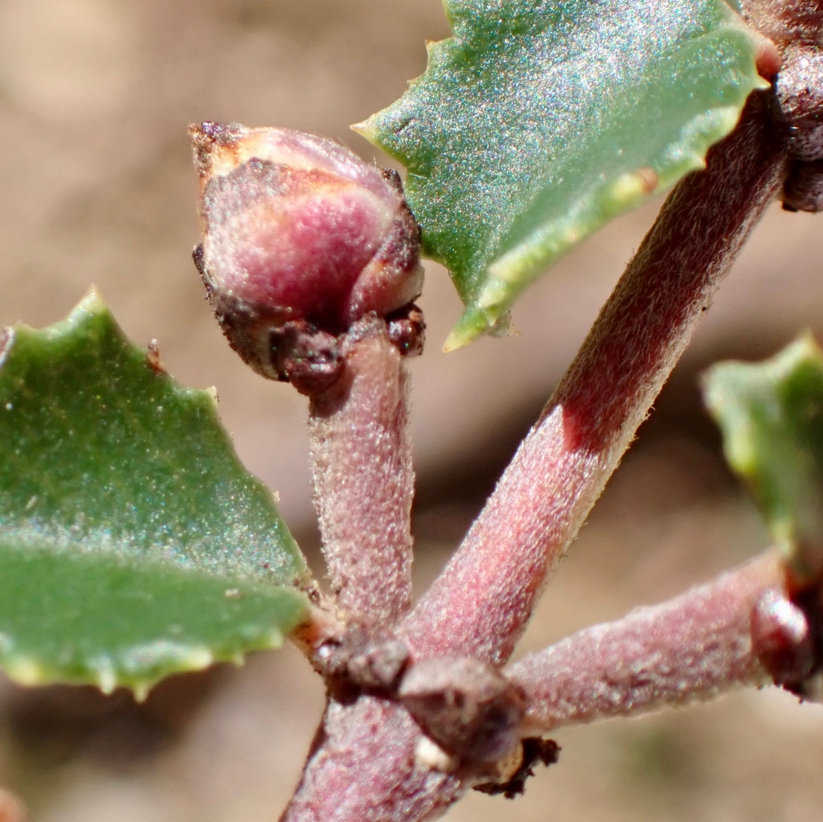 Ceanothus masonii