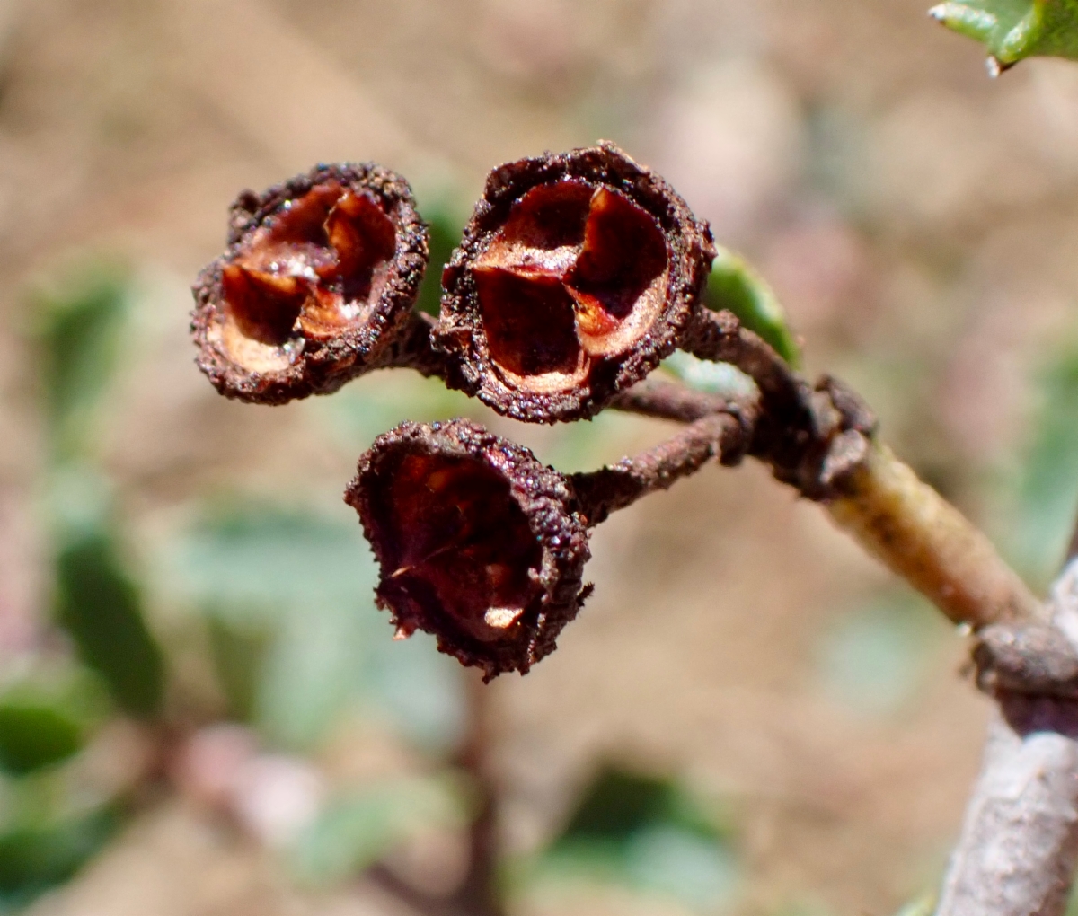 Ceanothus masonii