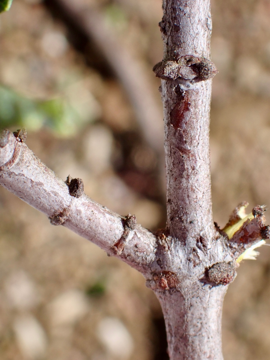 Ceanothus masonii