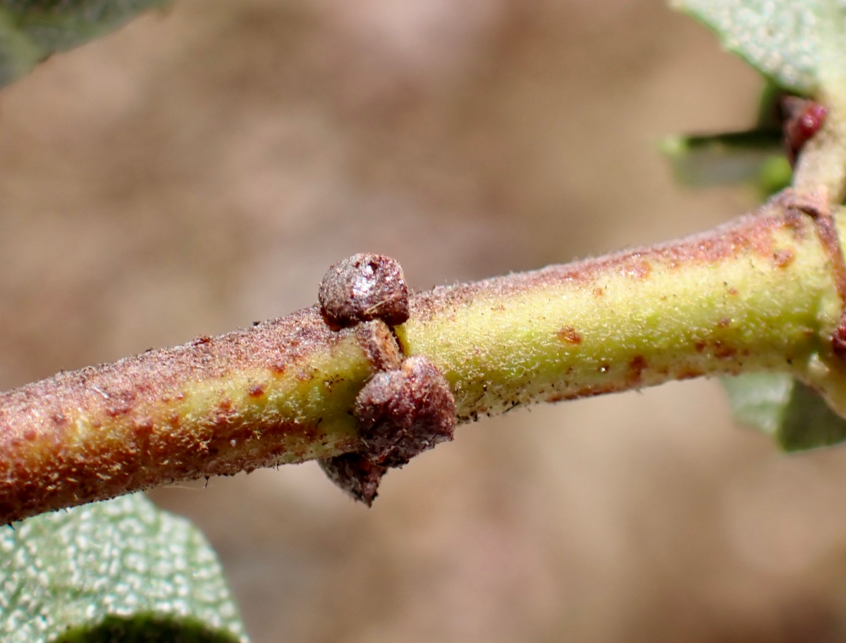 Ceanothus masonii