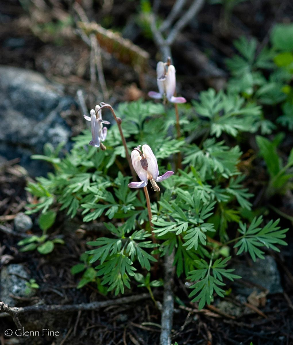 Dicentra pauciflora