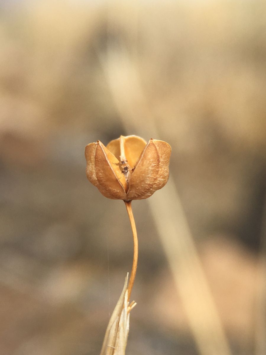 Sisyrinchium funereum