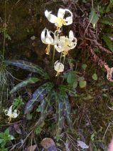 Erythronium oregonum