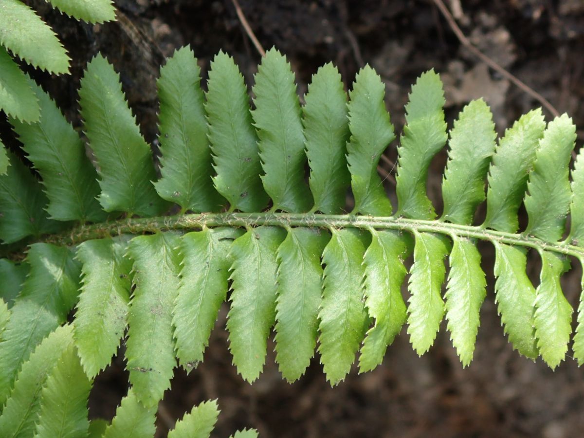 Polystichum imbricans