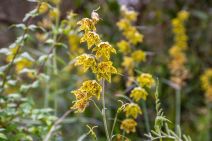 Fritillaria ojaiensis