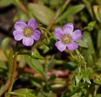 Calandrinia breweri