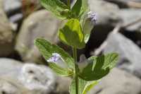 Scutellaria bolanderi ssp. bolanderi