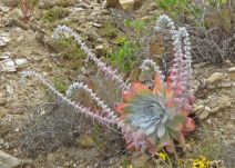 Dudleya pulverulenta