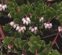 Arctostaphylos hookeri ssp. hearstiorum