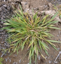 Agrostis clivicola var. puntareyesensis