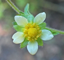 Potentilla glandulosa ssp. glandulosa