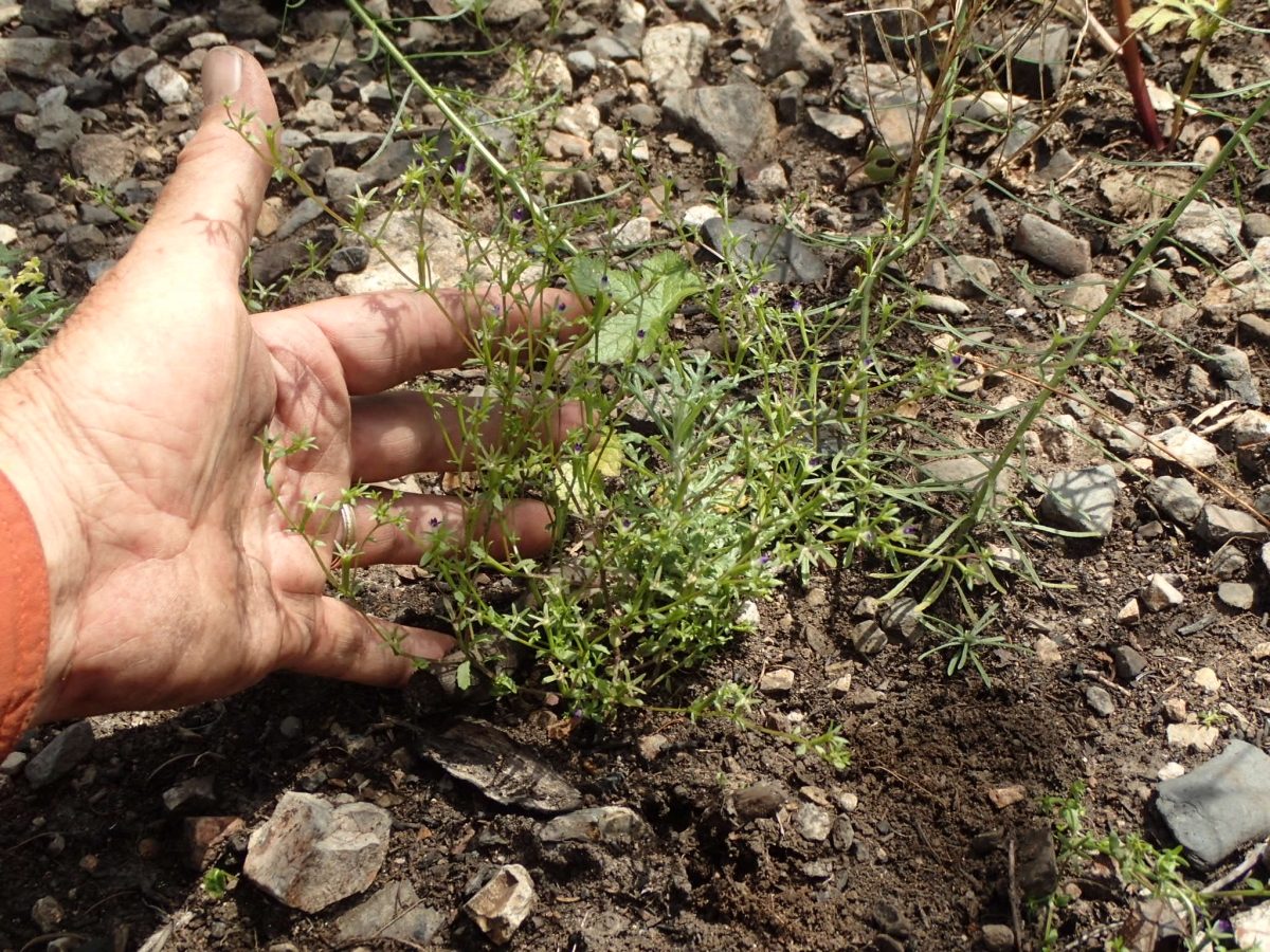 Githopsis diffusa ssp. diffusa