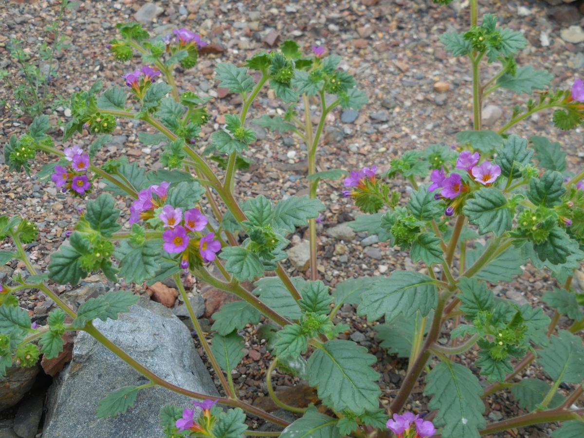 Phacelia keckii