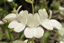 Collinsia heterophylla var. heterophylla