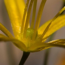 Bloomeria crocea ssp. crocea