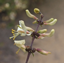 Lonicera subspicata var. johnstonii