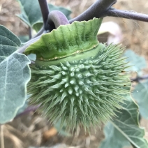 Datura wrightii