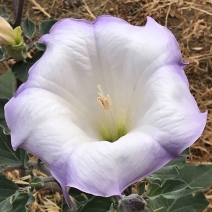 Datura wrightii