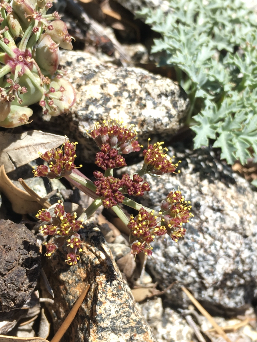 Lomatium shevockii