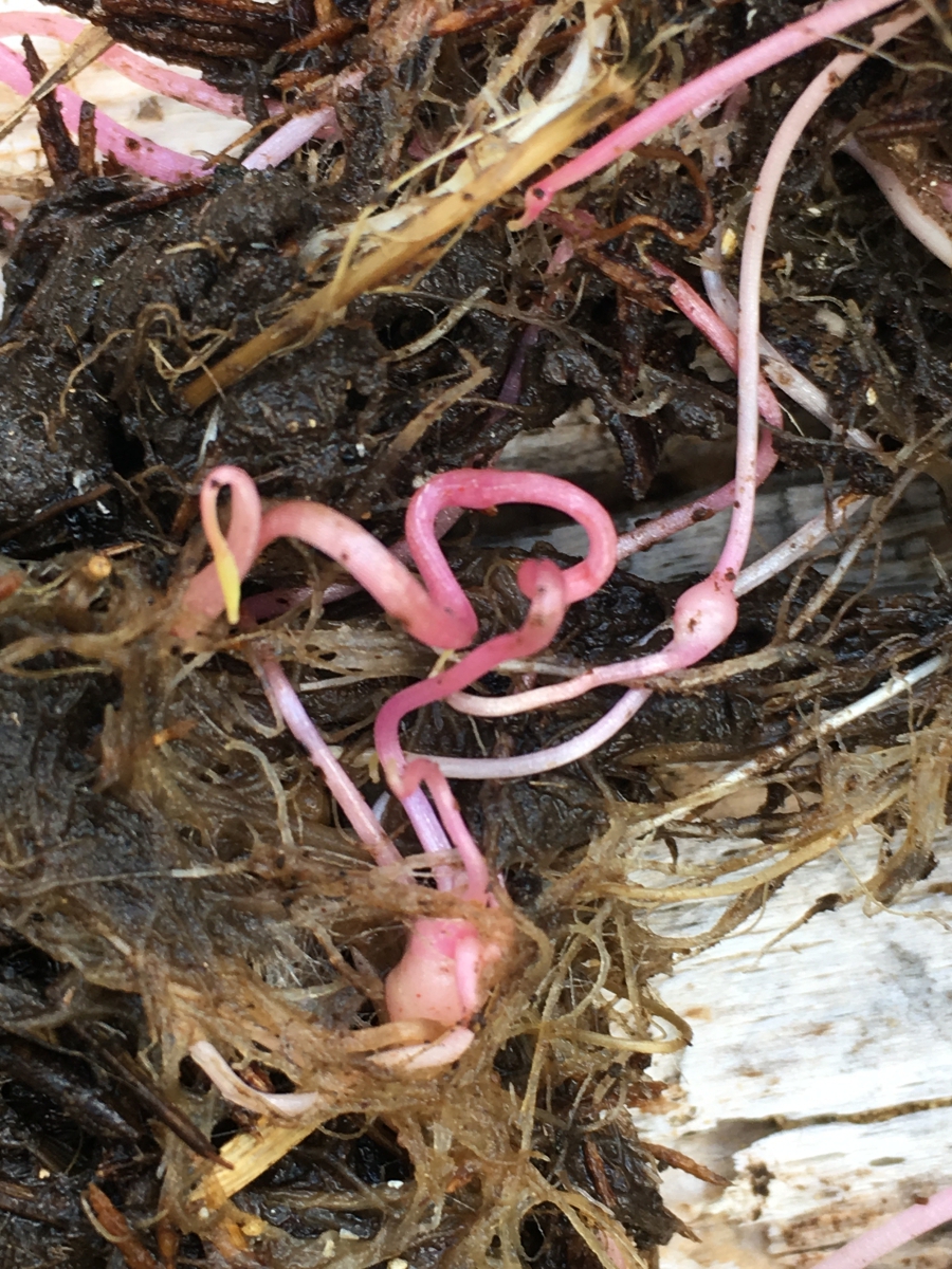 Claytonia palustris