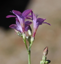 Gilia splendens ssp. splendens