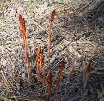 Corallorhiza maculata